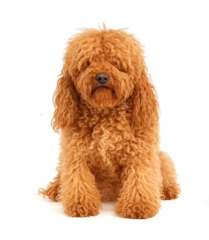 picture of a dog before cut